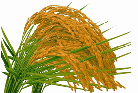 水稻各生育期病蟲(chóng)害防治(病蟲(chóng)全程解決方案）